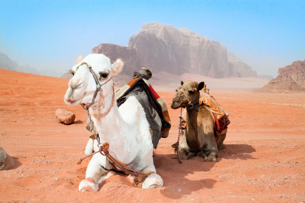 Верблюды отдыхают в красной пустыне Вади-Рам, Иордания