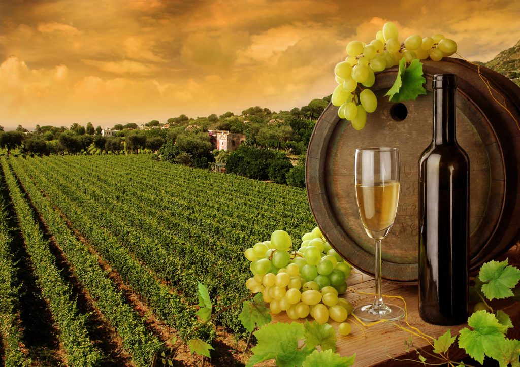 Вино, виноград и закатный виноградник