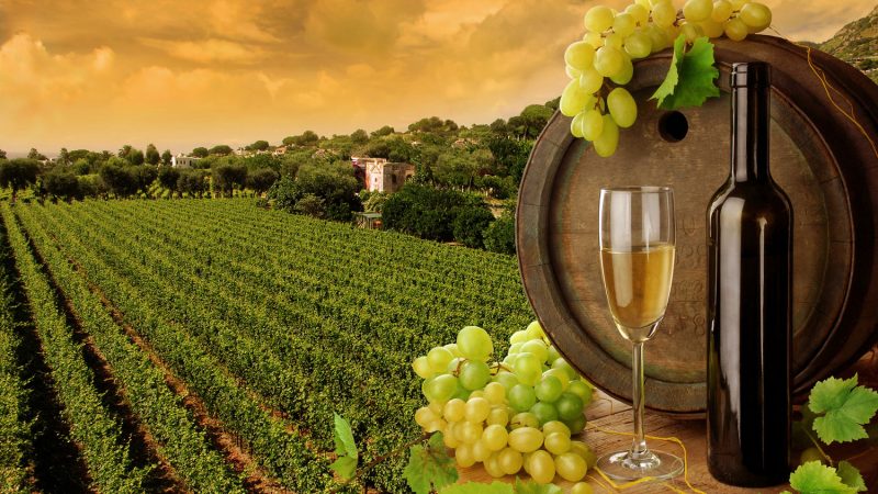 Вино, виноград и закатный виноградник
